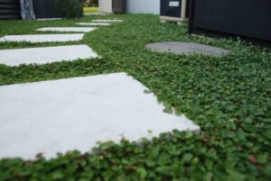 Limestone paver with dichondra in a low-maintenance outdoor space in Australia
